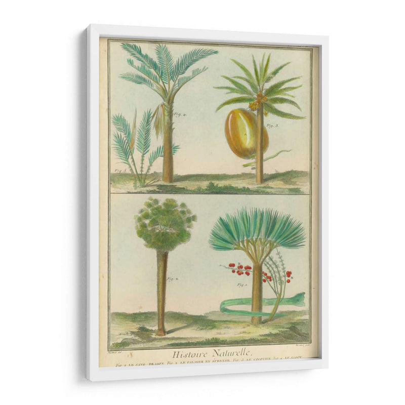 Histoire Naturelle Tropicals I - Martinet | Cuadro decorativo de Canvas Lab