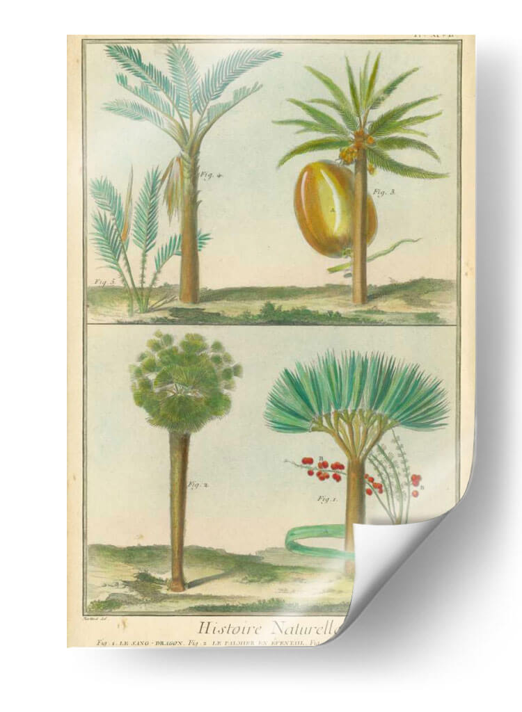 Histoire Naturelle Tropicals I - Martinet | Cuadro decorativo de Canvas Lab