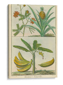 Histoire Naturelle Tropicals Ii - Martinet | Cuadro decorativo de Canvas Lab