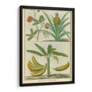 Histoire Naturelle Tropicals Ii - Martinet | Cuadro decorativo de Canvas Lab