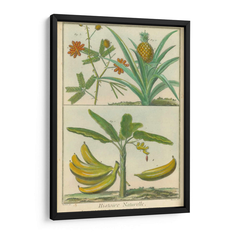 Histoire Naturelle Tropicals Ii - Martinet | Cuadro decorativo de Canvas Lab