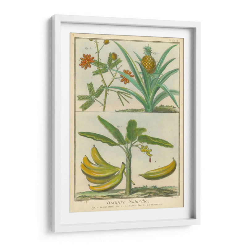 Histoire Naturelle Tropicals Ii - Martinet | Cuadro decorativo de Canvas Lab