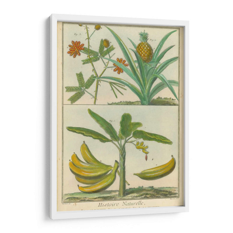 Histoire Naturelle Tropicals Ii - Martinet | Cuadro decorativo de Canvas Lab