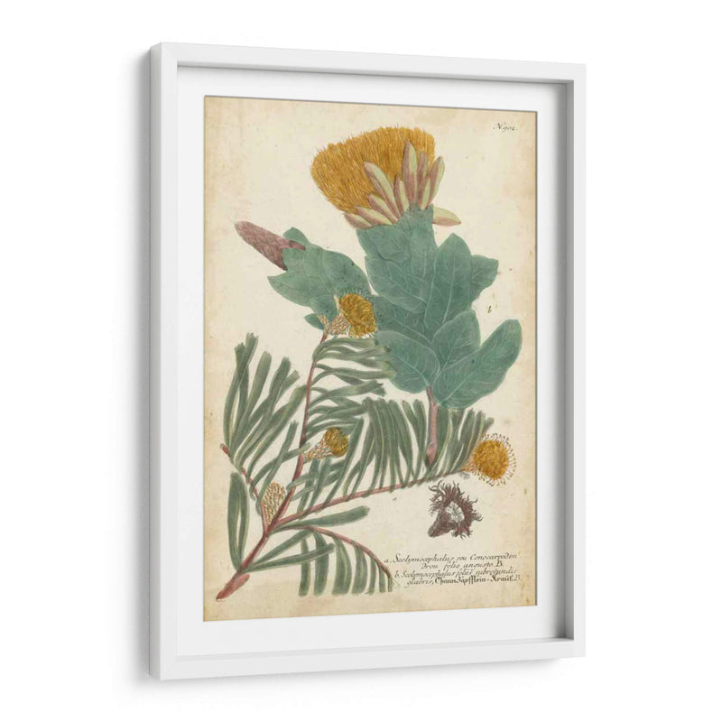 Weinmann Conifers Ii - Weinmann | Cuadro decorativo de Canvas Lab