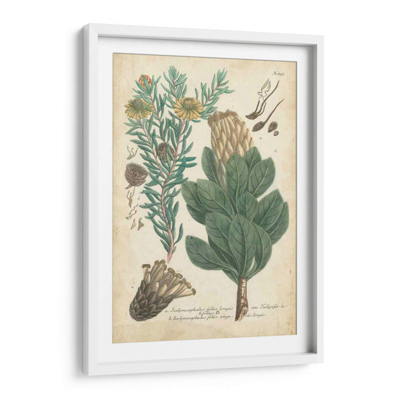 Weinmann Conifers Iii - Weinmann | Cuadro decorativo de Canvas Lab