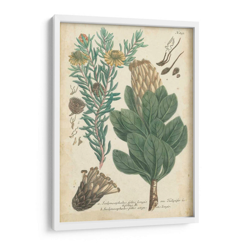 Weinmann Conifers Iii - Weinmann | Cuadro decorativo de Canvas Lab