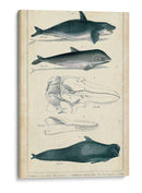 Estudio De Ballena Y Delfín Antiguo I - G. Henderson | Cuadro decorativo de Canvas Lab