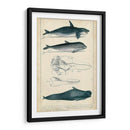 Estudio De Ballena Y Delfín Antiguo I - G. Henderson | Cuadro decorativo de Canvas Lab