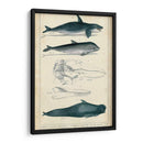 Estudio De Ballena Y Delfín Antiguo I - G. Henderson | Cuadro decorativo de Canvas Lab