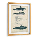 Estudio De Ballena Y Delfín Antiguo I - G. Henderson | Cuadro decorativo de Canvas Lab