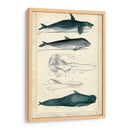 Estudio De Ballena Y Delfín Antiguo I - G. Henderson | Cuadro decorativo de Canvas Lab