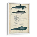 Estudio De Ballena Y Delfín Antiguo I - G. Henderson | Cuadro decorativo de Canvas Lab