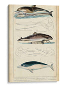 Estudio De Ballenas Y Delfines Antiguos Ii - G. Henderson | Cuadro decorativo de Canvas Lab