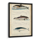 Estudio De Ballenas Y Delfines Antiguos Ii - G. Henderson | Cuadro decorativo de Canvas Lab