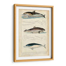 Estudio De Ballenas Y Delfines Antiguos Ii - G. Henderson | Cuadro decorativo de Canvas Lab