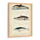 Estudio De Ballenas Y Delfines Antiguos Ii - G. Henderson | Cuadro decorativo de Canvas Lab