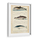 Estudio De Ballenas Y Delfines Antiguos Ii - G. Henderson | Cuadro decorativo de Canvas Lab