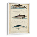 Estudio De Ballenas Y Delfines Antiguos Ii - G. Henderson | Cuadro decorativo de Canvas Lab