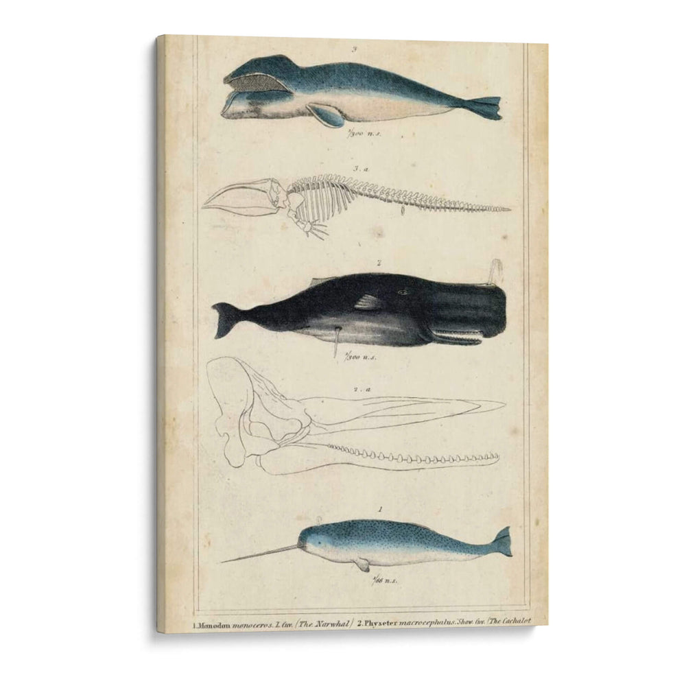Estudio De Ballena Y Delfines Antiguos Iii - G. Henderson | Cuadro decorativo de Canvas Lab