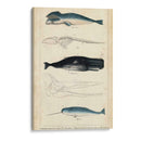 Estudio De Ballena Y Delfines Antiguos Iii - G. Henderson | Cuadro decorativo de Canvas Lab