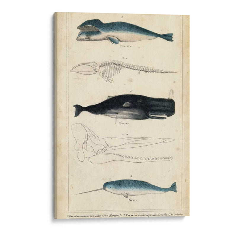 Estudio De Ballena Y Delfines Antiguos Iii - G. Henderson | Cuadro decorativo de Canvas Lab