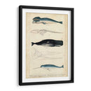 Estudio De Ballena Y Delfines Antiguos Iii - G. Henderson | Cuadro decorativo de Canvas Lab