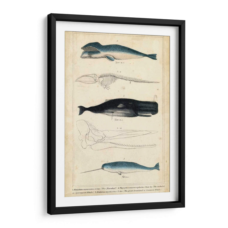 Estudio De Ballena Y Delfines Antiguos Iii - G. Henderson | Cuadro decorativo de Canvas Lab