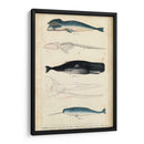 Estudio De Ballena Y Delfines Antiguos Iii - G. Henderson | Cuadro decorativo de Canvas Lab