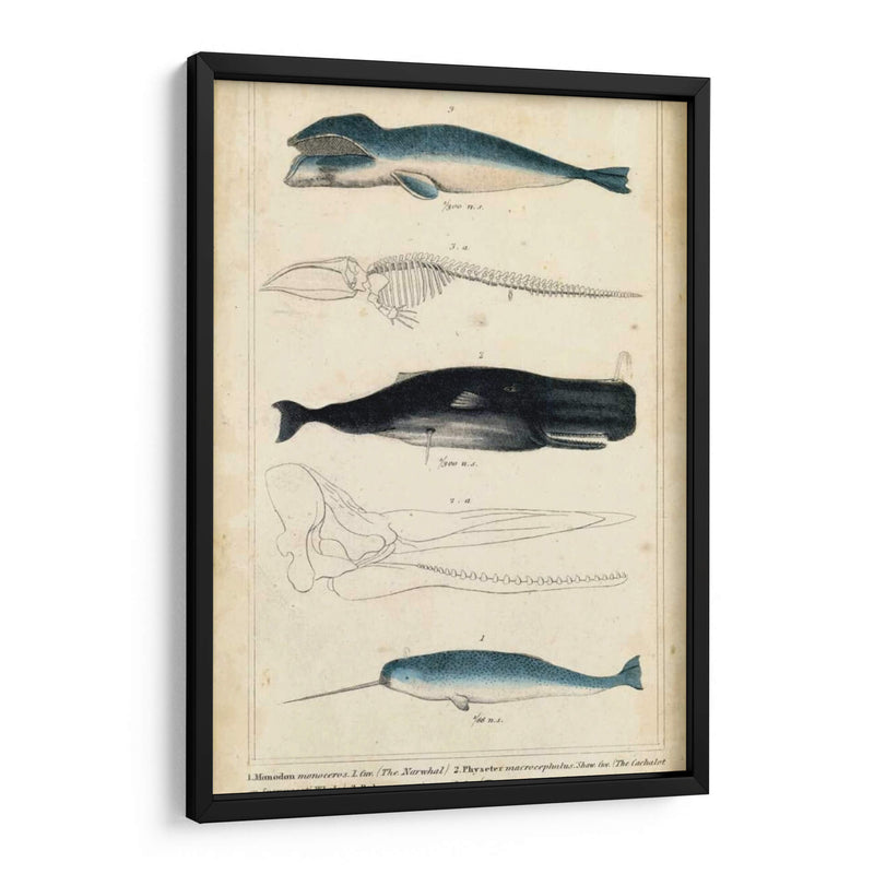 Estudio De Ballena Y Delfines Antiguos Iii - G. Henderson | Cuadro decorativo de Canvas Lab