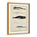 Estudio De Ballena Y Delfines Antiguos Iii - G. Henderson | Cuadro decorativo de Canvas Lab
