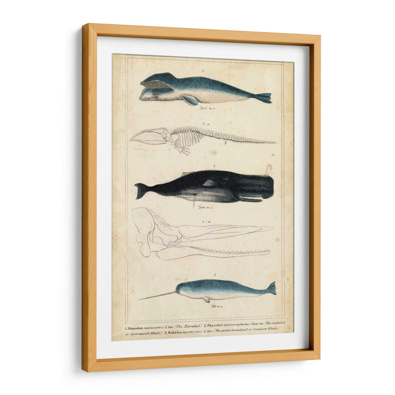 Estudio De Ballena Y Delfines Antiguos Iii - G. Henderson | Cuadro decorativo de Canvas Lab