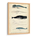 Estudio De Ballena Y Delfines Antiguos Iii - G. Henderson | Cuadro decorativo de Canvas Lab