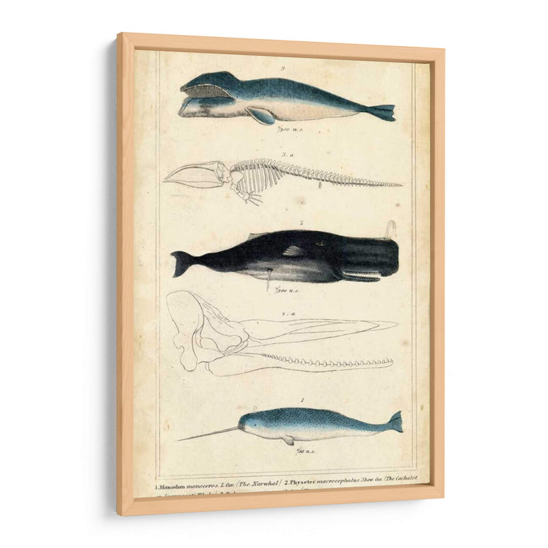 Estudio De Ballena Y Delfines Antiguos Iii - G. Henderson | Cuadro decorativo de Canvas Lab