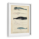 Estudio De Ballena Y Delfines Antiguos Iii - G. Henderson | Cuadro decorativo de Canvas Lab