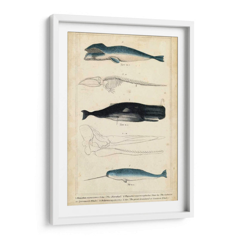 Estudio De Ballena Y Delfines Antiguos Iii - G. Henderson | Cuadro decorativo de Canvas Lab