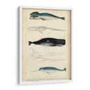 Estudio De Ballena Y Delfines Antiguos Iii - G. Henderson | Cuadro decorativo de Canvas Lab