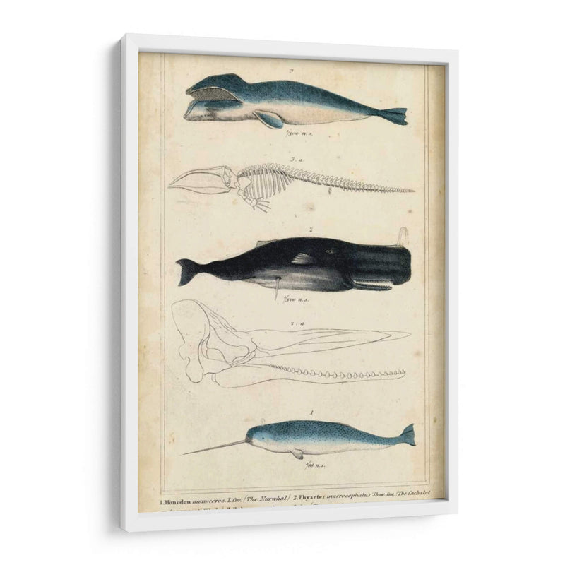 Estudio De Ballena Y Delfines Antiguos Iii - G. Henderson | Cuadro decorativo de Canvas Lab