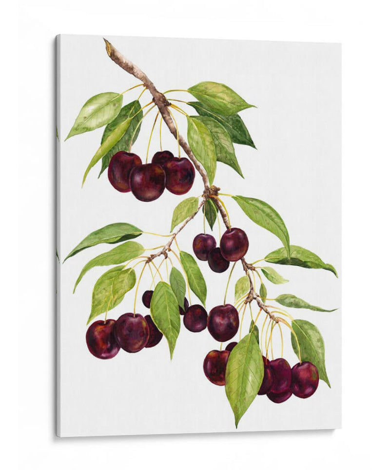 Cerezas De Acuarela - Michael Willett | Cuadro decorativo de Canvas Lab