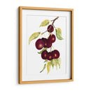 Ciruelas De Acuarela - Michael Willett | Cuadro decorativo de Canvas Lab