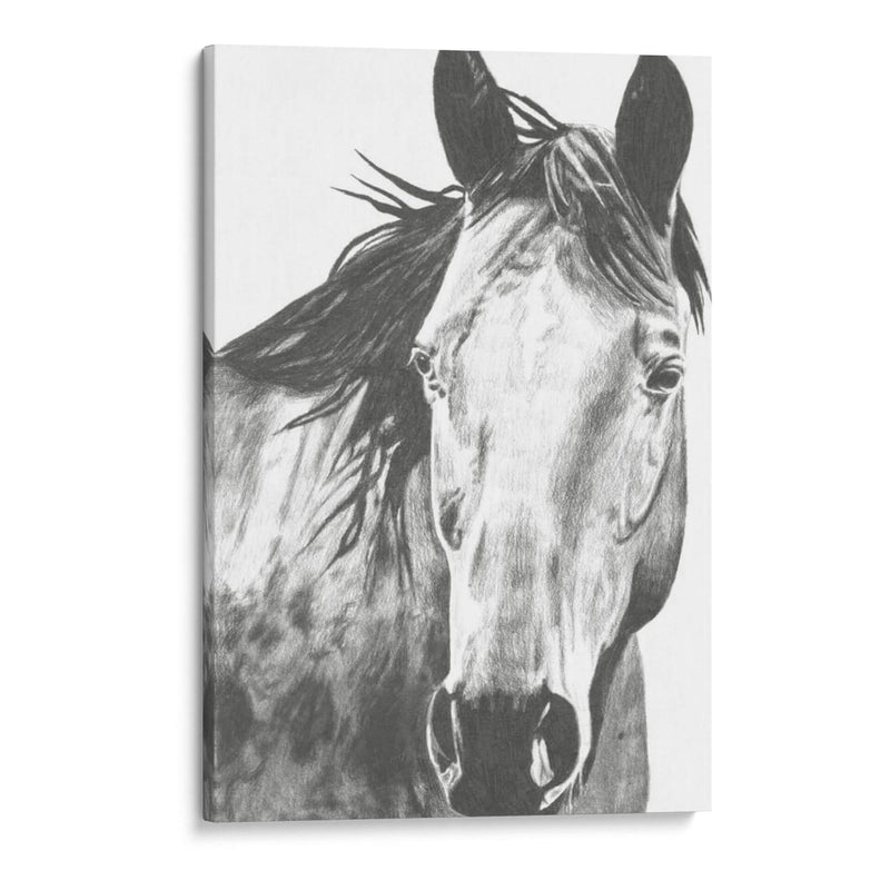 Snapshot De Vida Silvestre- Caballo I - Naomi McCavitt | Cuadro decorativo de Canvas Lab