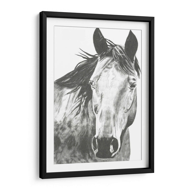 Snapshot De Vida Silvestre- Caballo I - Naomi McCavitt | Cuadro decorativo de Canvas Lab