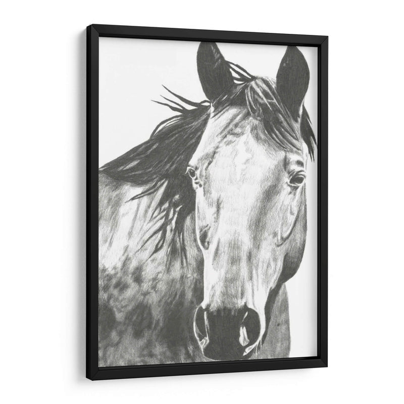 Snapshot De Vida Silvestre- Caballo I - Naomi McCavitt | Cuadro decorativo de Canvas Lab