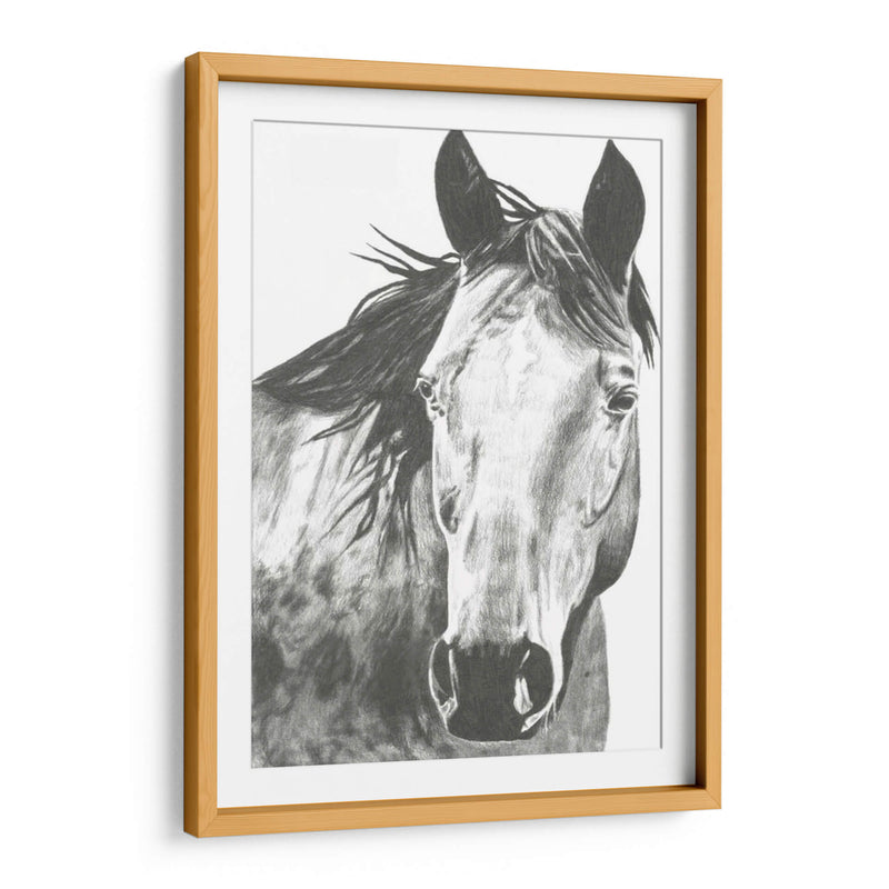 Snapshot De Vida Silvestre- Caballo I - Naomi McCavitt | Cuadro decorativo de Canvas Lab