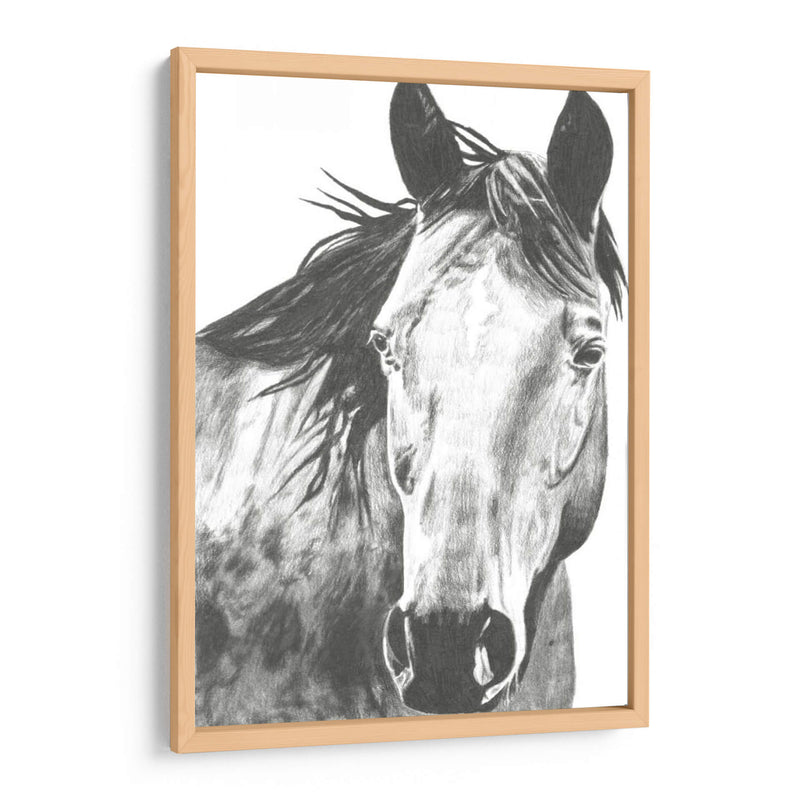 Snapshot De Vida Silvestre- Caballo I - Naomi McCavitt | Cuadro decorativo de Canvas Lab