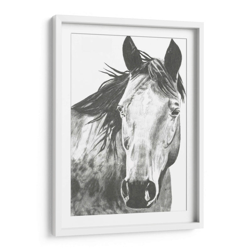 Snapshot De Vida Silvestre- Caballo I - Naomi McCavitt | Cuadro decorativo de Canvas Lab