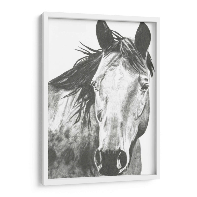 Snapshot De Vida Silvestre- Caballo I - Naomi McCavitt | Cuadro decorativo de Canvas Lab