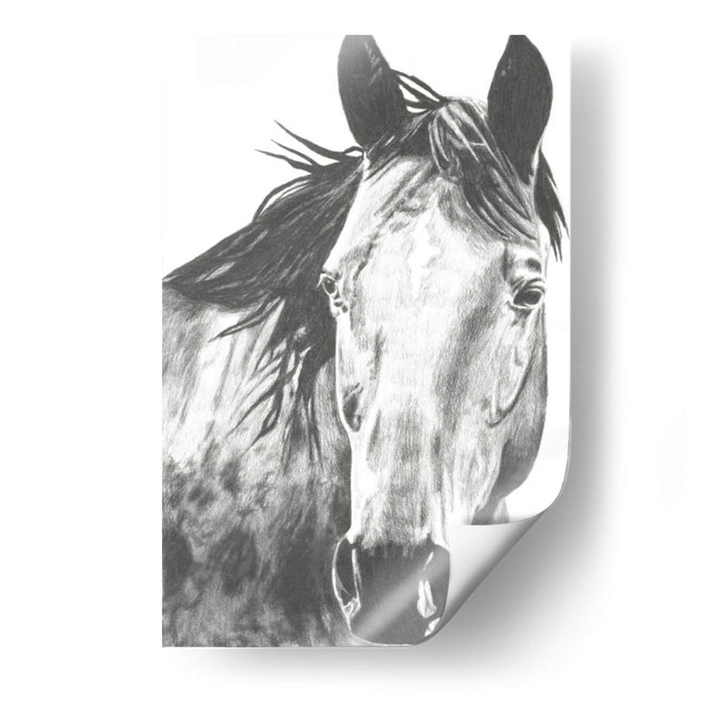 Snapshot De Vida Silvestre- Caballo I - Naomi McCavitt | Cuadro decorativo de Canvas Lab