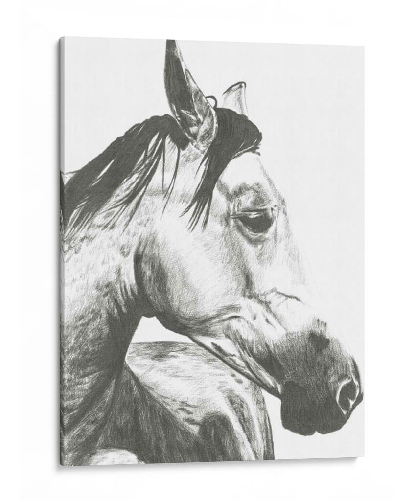 Instantánea De La Vida Silvestre- Caballo Ii - Naomi McCavitt | Cuadro decorativo de Canvas Lab