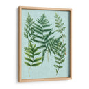 Helechos De Spa I - Weinmann | Cuadro decorativo de Canvas Lab