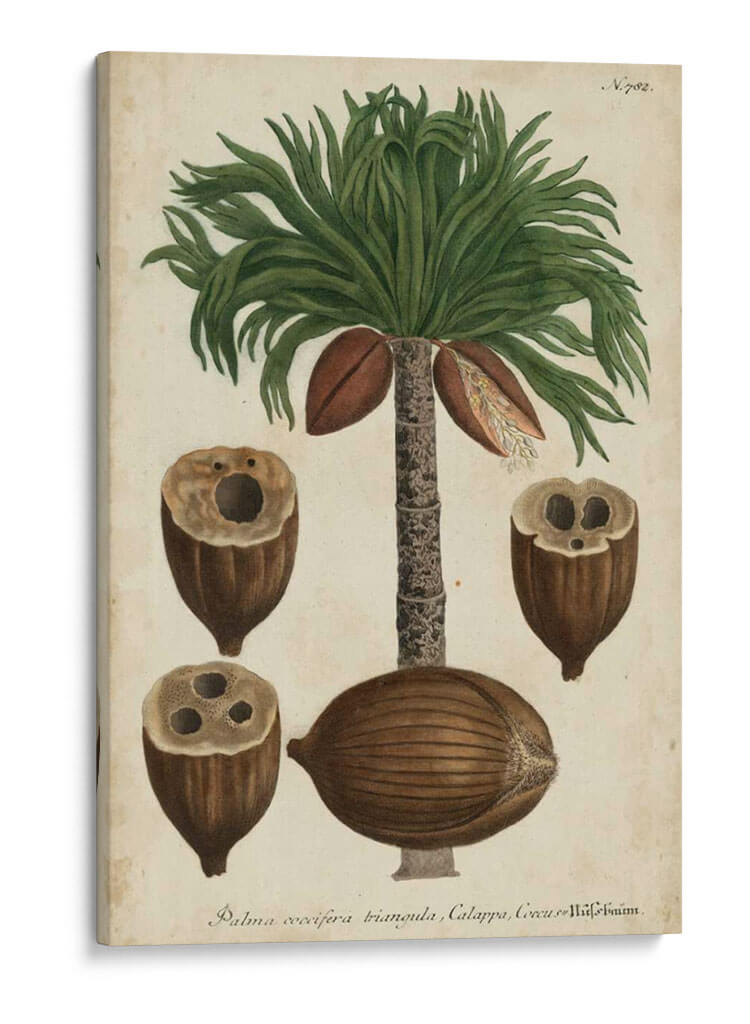 Vintage Tropicales I - Weinmann | Cuadro decorativo de Canvas Lab